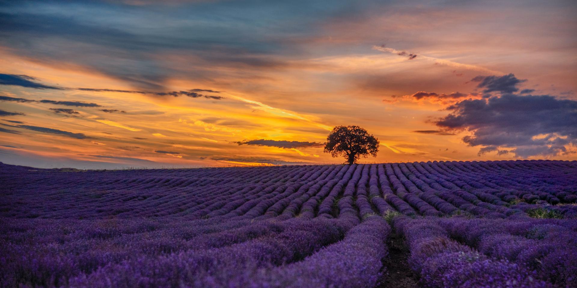 Champs de lavande en Provence